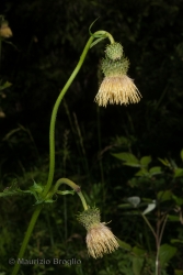 Immagine 2 di 5 - Cirsium erisithales (Jacq.) Scop.