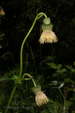 Cirsium erisithales (Jacq.) Scop.
