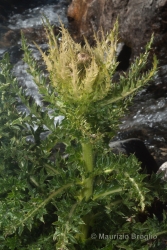 Immagine 4 di 9 - Cirsium spinosissimum (L.) Scop.
