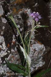 Immagine 1 di 4 - Saussurea discolor (Willd.) DC.
