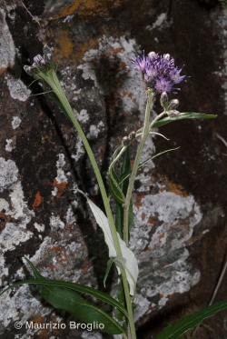 Saussurea discolor (Willd.) DC.