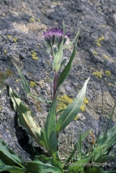 Immagine 1 di 4 - Saussurea alpina (L.) DC.