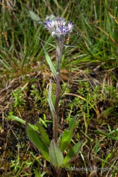 Immagine 2 di 4 - Saussurea alpina (L.) DC.