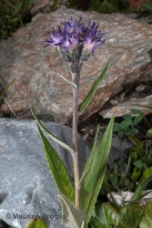 Immagine 3 di 4 - Saussurea alpina (L.) DC.