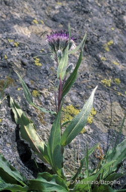 Saussurea alpina (L.) DC.