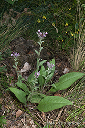 Immagine 1 di 5 - Serratula tinctoria L.