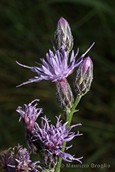Immagine 4 di 5 - Serratula tinctoria L.