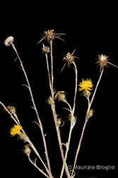 Immagine 1 di 11 - Centaurea solstitialis L.