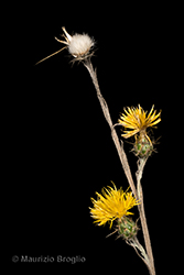 Immagine 4 di 11 - Centaurea solstitialis L.