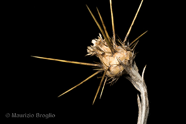 Immagine 8 di 11 - Centaurea solstitialis L.