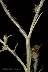 Immagine 10 di 11 - Centaurea solstitialis L.