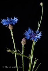 Immagine 3 di 6 - Centaurea cyanus L.