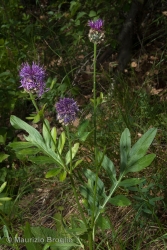 Immagine 2 di 6 - Centaurea scabiosa L.