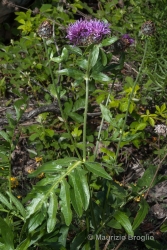 Immagine 3 di 6 - Centaurea scabiosa L.