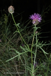 Immagine 4 di 6 - Centaurea scabiosa L.