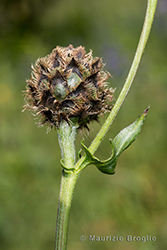 Immagine 6 di 6 - Centaurea scabiosa L.