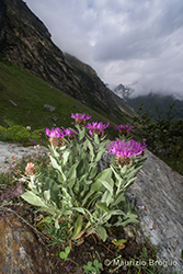 Immagine 1 di 9 - Centaurea uniflora Turra
