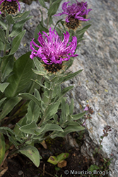 Immagine 4 di 9 - Centaurea uniflora Turra