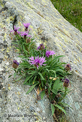 Immagine 1 di 8 - Centaurea nervosa Willd.