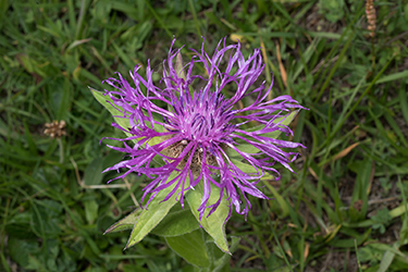 Immagine 5 di 8 - Centaurea nervosa Willd.