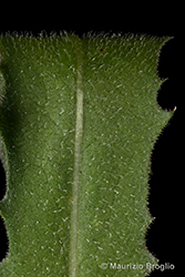 Immagine 7 di 8 - Centaurea nervosa Willd.