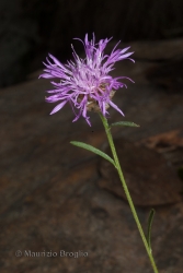 Immagine 1 di 7 - Centaurea jacea L.