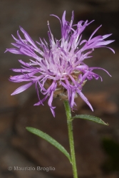 Immagine 2 di 7 - Centaurea jacea L.