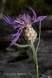 Immagine 5 di 7 - Centaurea jacea L.