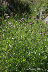Immagine 1 di 6 - Centaurea nigrescens Willd.