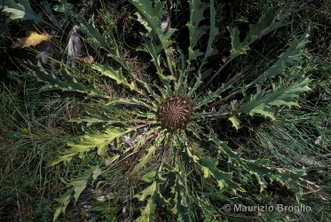 Immagine 1 di 3 - Carlina acanthifolia All.