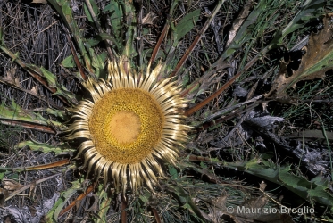 Immagine 3 di 3 - Carlina acanthifolia All.