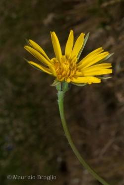 Tragopogon pratensis L.