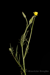 Immagine 1 di 6 - Podospermum laciniatum (L.) DC.
