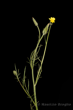 Podospermum laciniatum (L.) DC.