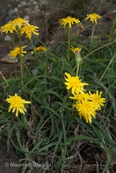 Immagine 1 di 5 - Scorzonera austriaca Willd.