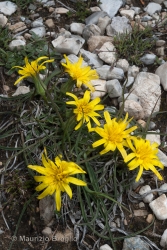 Immagine 3 di 5 - Scorzonera austriaca Willd.