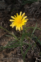 Immagine 4 di 5 - Scorzonera austriaca Willd.
