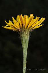 Immagine 5 di 7 - Scorzoneroides autumnalis (L.) Moench