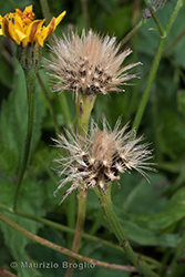 Immagine 6 di 7 - Scorzoneroides autumnalis (L.) Moench