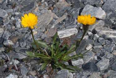 Immagine 1 di 4 - Scorzoneroides montana (Lam.) Holub