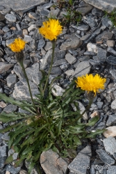 Immagine 3 di 4 - Scorzoneroides montana (Lam.) Holub