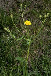 Immagine 2 di 10 - Picris hieracioides L.