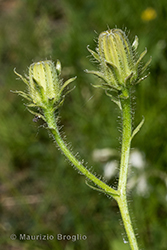 Immagine 4 di 10 - Picris hieracioides L.