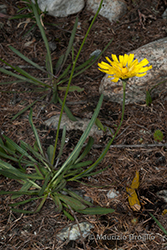Immagine 1 di 6 - Tolpis staticifolia (All.) Sch. Bip.