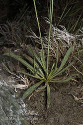Immagine 5 di 6 - Tolpis staticifolia (All.) Sch. Bip.