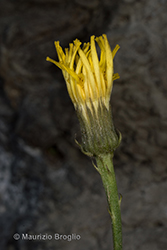 Immagine 6 di 6 - Tolpis staticifolia (All.) Sch. Bip.