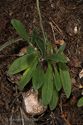 Immagine 4 di 17 - Pilosella peleteriana (Mérat) F.W. Schultz & Sch. Bip.