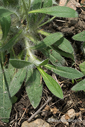 Immagine 10 di 17 - Pilosella peleteriana (Mérat) F.W. Schultz & Sch. Bip.