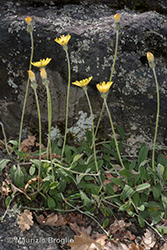 Immagine 5 di 14 - Pilosella officinarum Vaill.