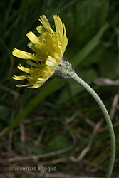 Immagine 10 di 14 - Pilosella officinarum Vaill.